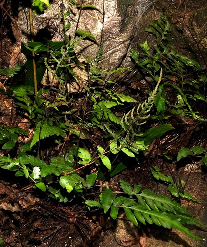 Tectaria nayarii observed 2025-04-19