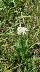 Achillea millefolium