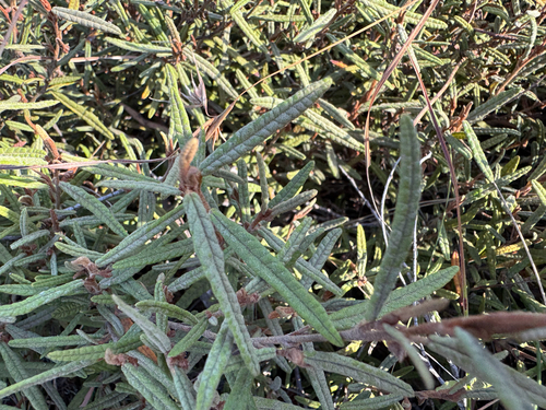 Tasmanian velvetbush (Lasiopetalum micranthum)