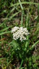Achillea millefolium