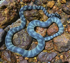 Rough-Scaled Sea Snake photo 3