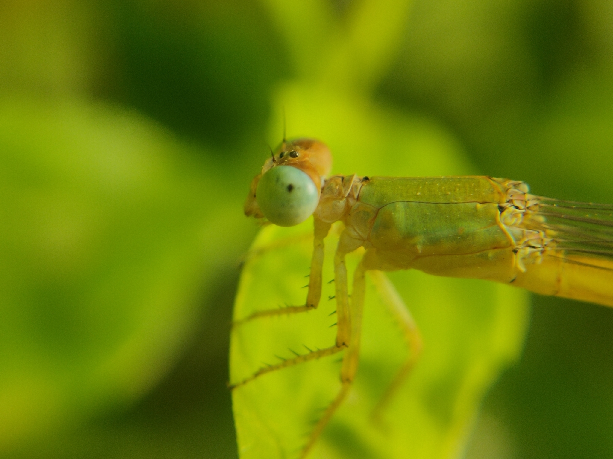 Coromandel Marsh Dart