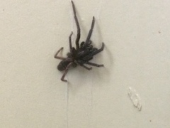 Segestria florentina