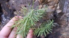 Euphorbia cyparissias