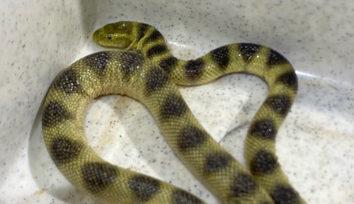 Large-headed Sea Snake