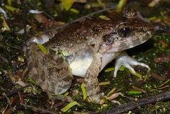 Limnonectes macrocephalus