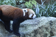 Ailurus fulgens