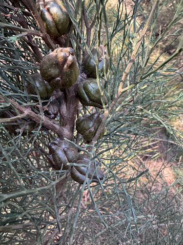Callitris oblonga, photograph 3
