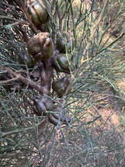 Callitris oblonga, photograph (c) Caleb Catto, some rights reserved (CC BY)
