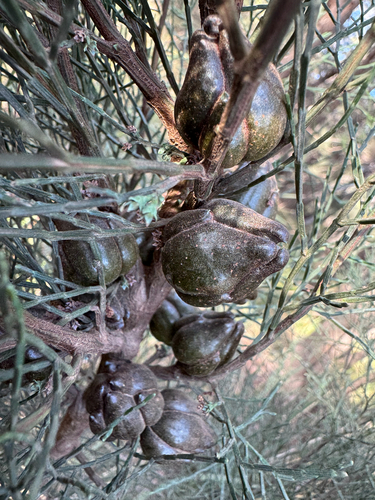 Callitris oblonga, photograph 4