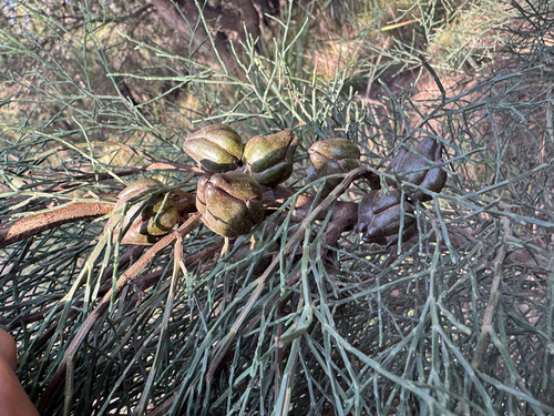 Callitris oblonga, photograph 5