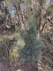 Callitris oblonga, photograph (c) Caleb Catto, some rights reserved (CC BY)
