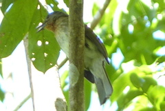 Hypsipetes philippinus