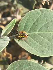 Lema daturaphila