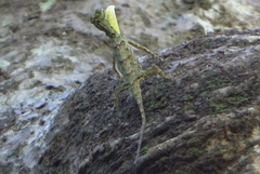 Draco spilopterus
