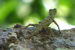 Draco spilopterus