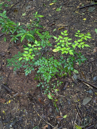 Radermachera sinica observed 2025-05-22