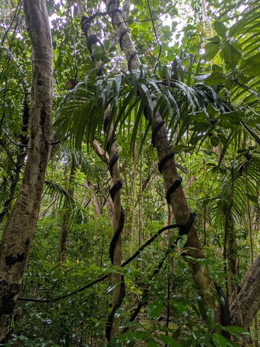 Mucuna gigantea observed 2025-05-22