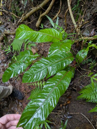 Heliconia stricta observed 2025-05-22