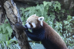 Ailurus fulgens