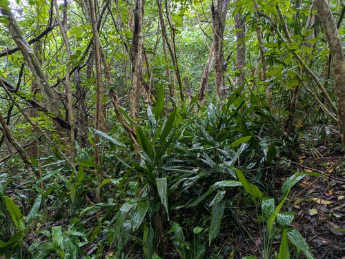 Dracaena aubryana, 2025-05-22