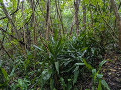 Dracaena aubryana, photograph (c) Kevin Faccenda, some rights reserved (CC BY)