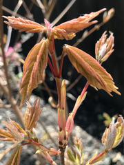 Acer skutchii