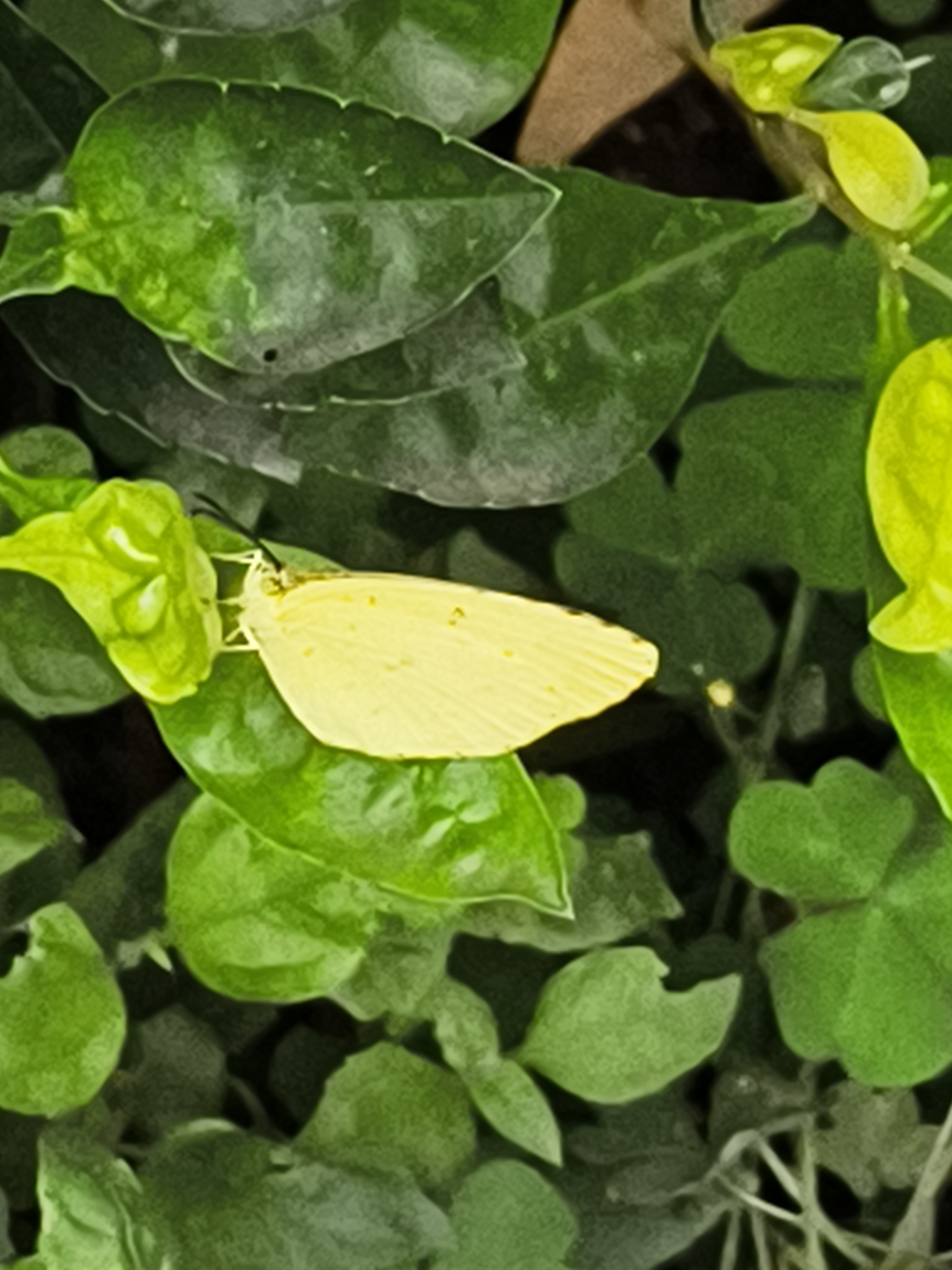 Common Grass Yellow