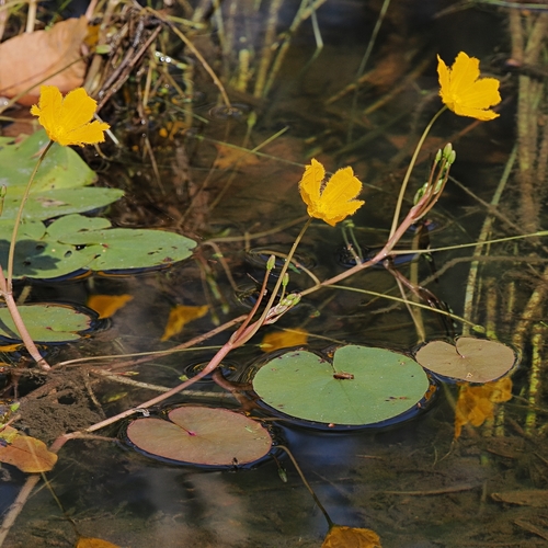 Nymphoides subacuta (Nymphoides subacuta)