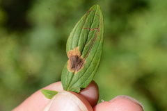 Ectoedemia septembrella