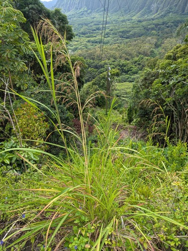 Themeda villosa observed 2025-05-22