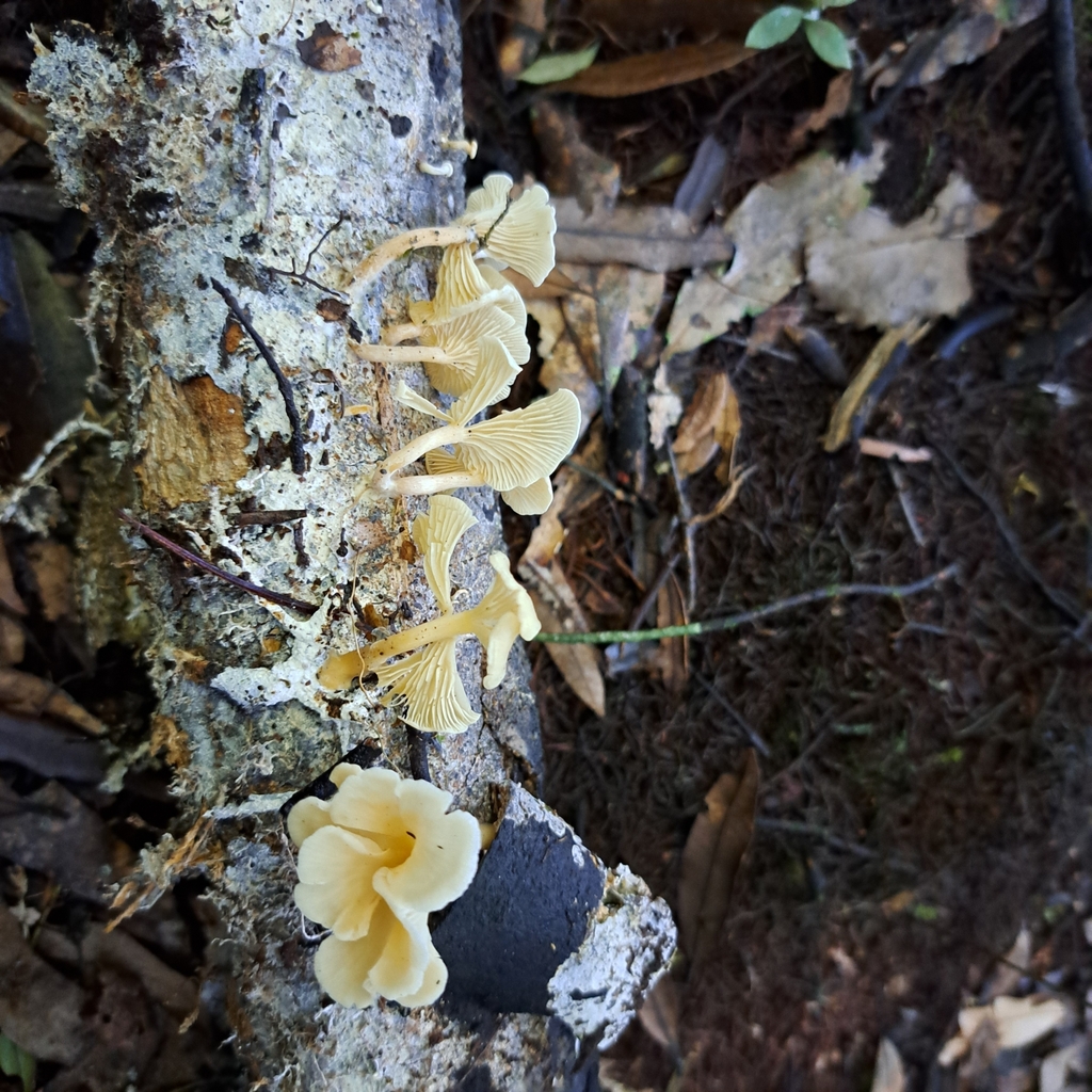 Rhizocybe albida
