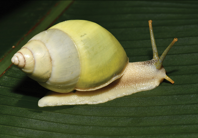 Amphidromus leucoxanthus