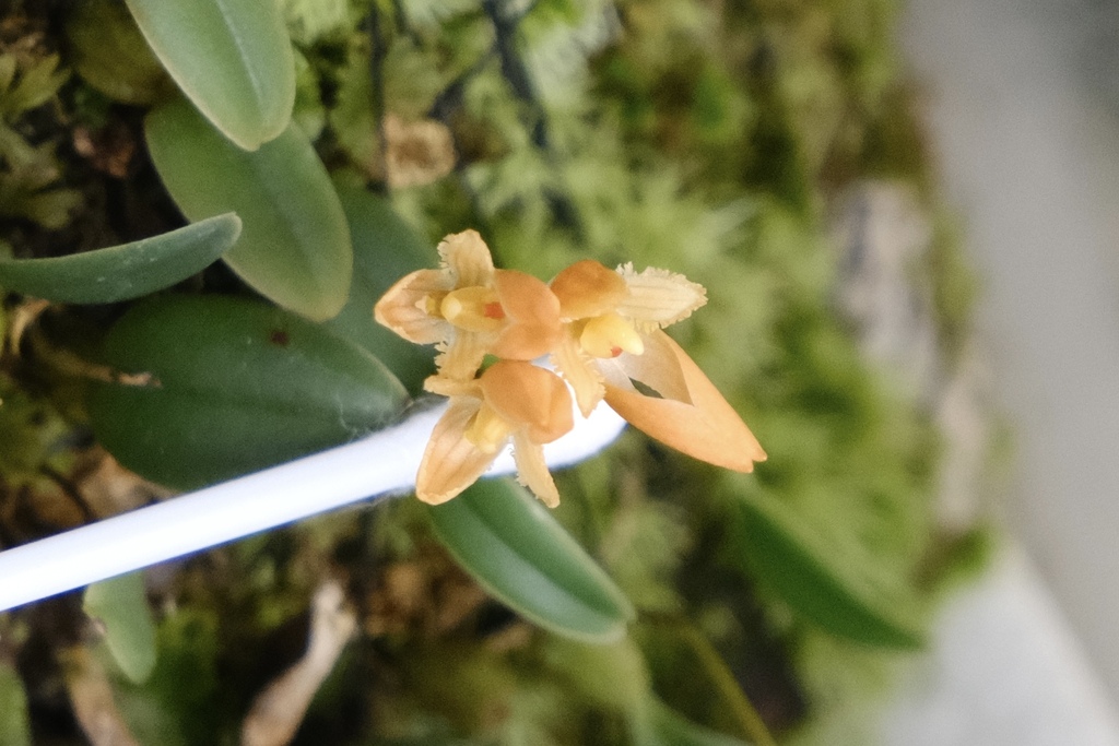 Bulbophyllum chondriophorum