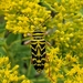 Locust Borer - Photo (c) shinnickj, some rights reserved (CC BY-NC)