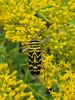 Locust Borer - Photo (c) shinnickj, some rights reserved (CC BY-NC), uploaded by shinnickj