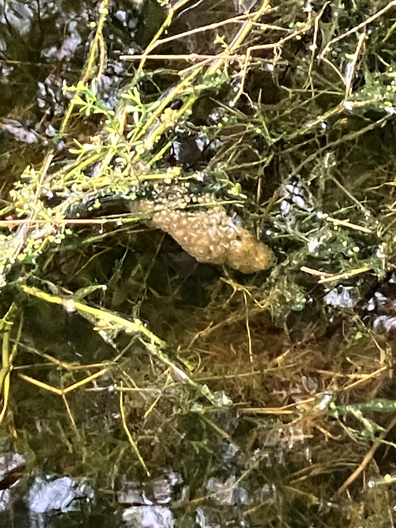 Pectinatella magnifica (Leidy, 1851)