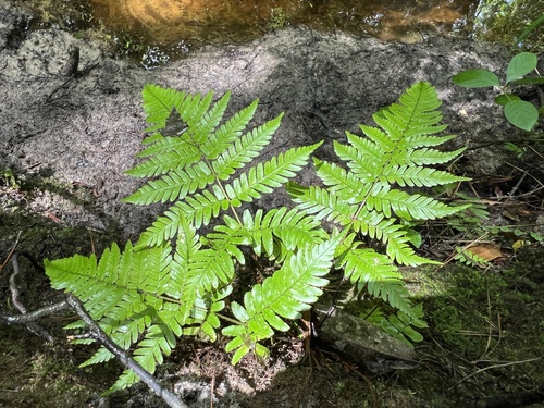 Dryopteris erythrosora