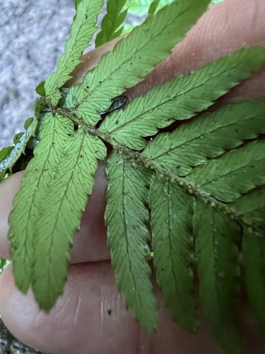 Dryopteris erythrosora