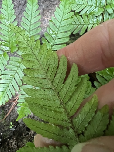 Dryopteris erythrosora