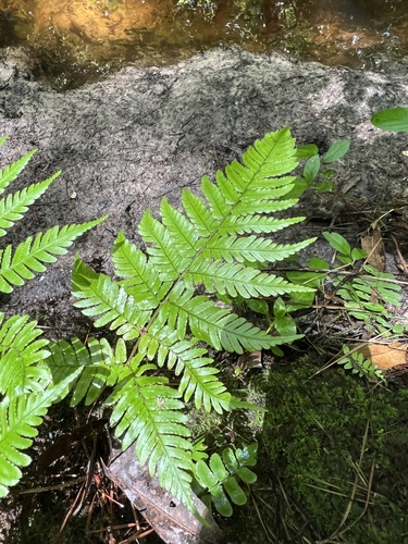 Dryopteris erythrosora