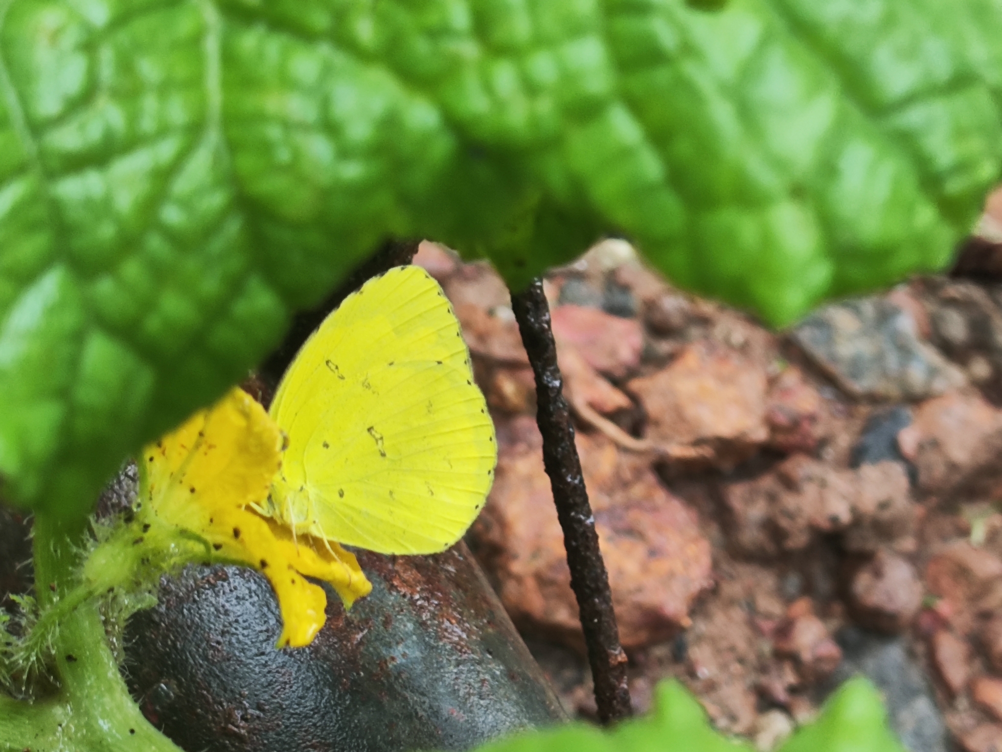 Common Grass Yellow