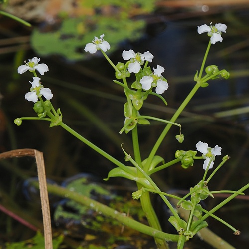 Albidella oligococca (Albidella oligococca)