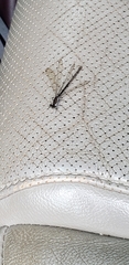 Argia sedula