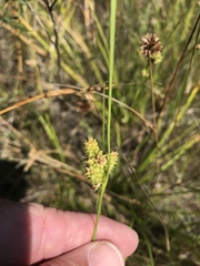 Carex viridula