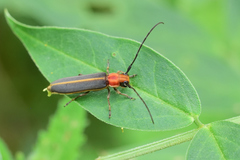 Dylobolus rotundicollis