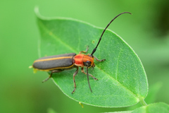 Dylobolus rotundicollis