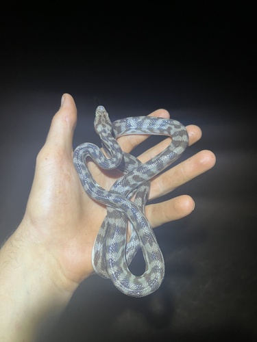 Children's Python sighting