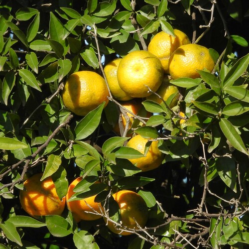 Foto de Tangerina