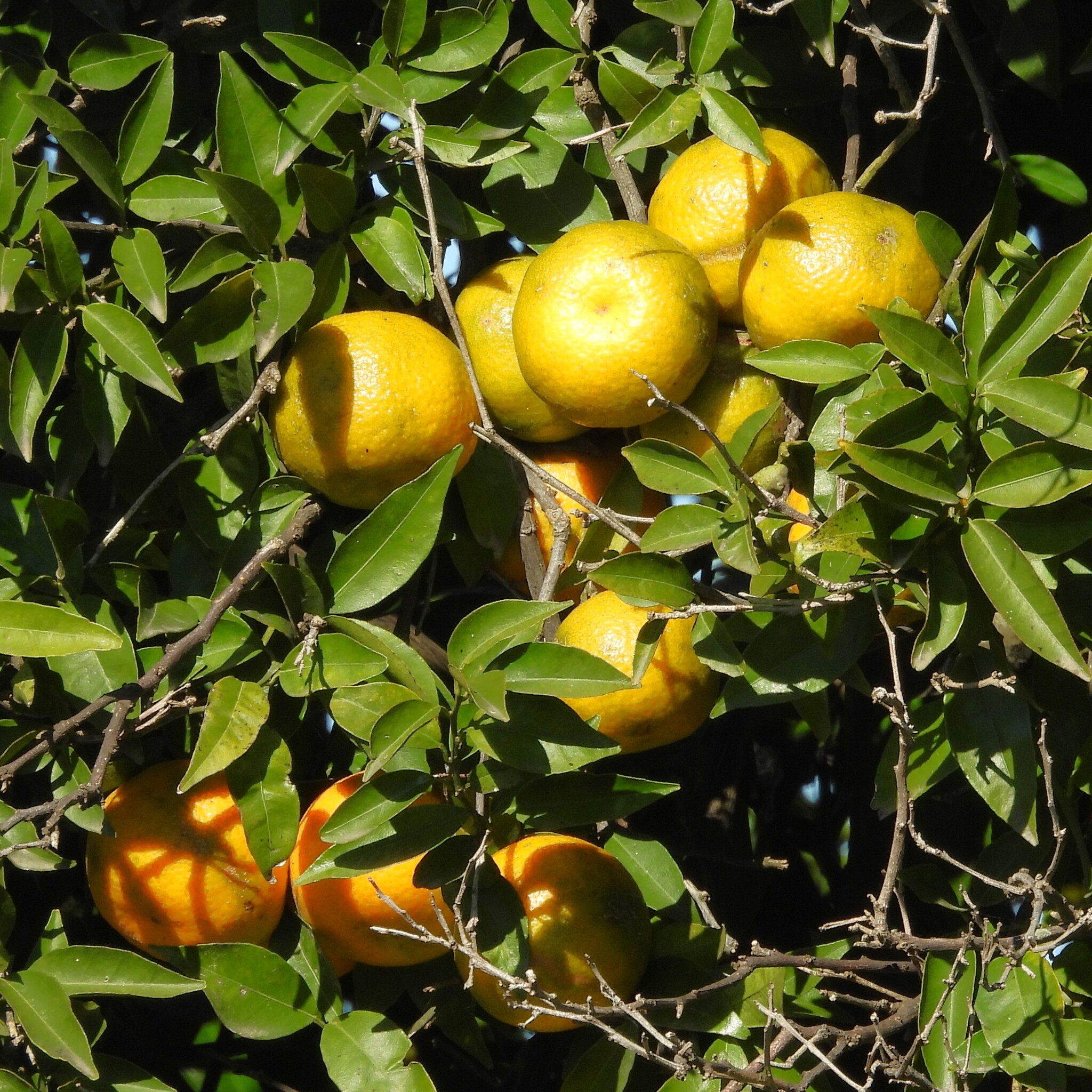 Imagem de Tangerina